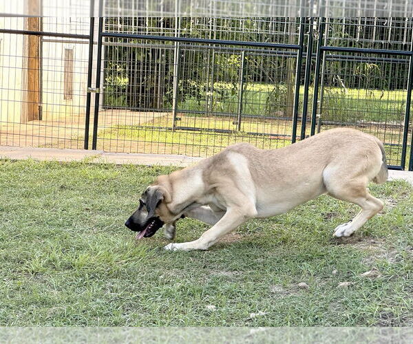 Medium Photo #24 Anatolian Shepherd-Rhodesian Ridgeback Mix Puppy For Sale in Higley, AZ, USA