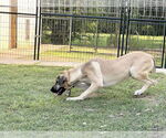 Small #23 Anatolian Shepherd-Rhodesian Ridgeback Mix