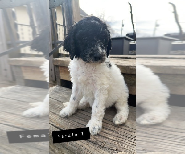 Medium Photo #1 Poodle (Standard) Puppy For Sale in OLIN, IA, USA