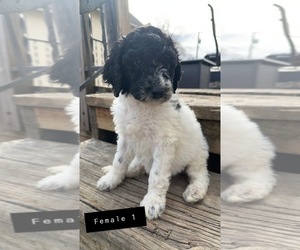 Poodle (Standard) Puppy for sale in OLIN, IA, USA