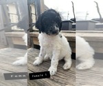 Small Photo #1 Poodle (Standard) Puppy For Sale in OLIN, IA, USA