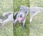 Small #4 American Pit Bull Terrier Mix