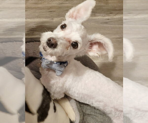 Medium Photo #7 Poodle (Toy)-Unknown Mix Puppy For Sale in Caribou, ME, USA