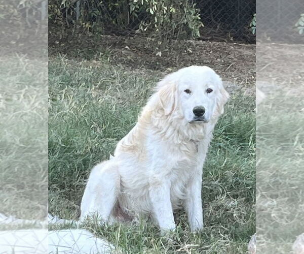 Medium Photo #7 Great Pyrenees Puppy For Sale in Dallas, TX, USA