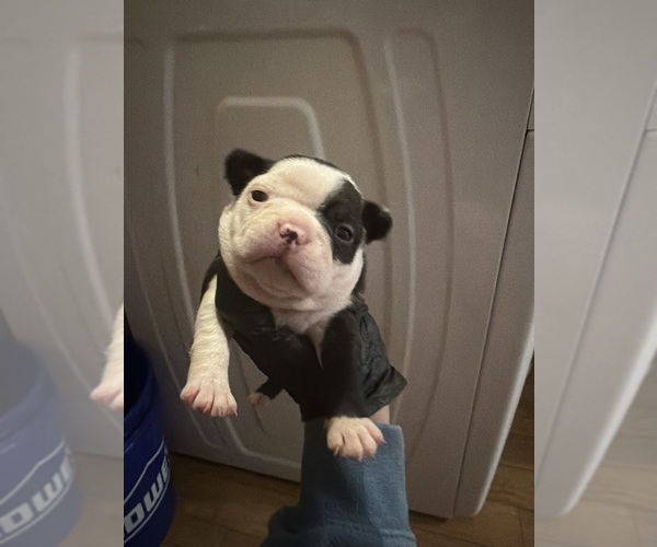 Medium Photo #3 Boston Terrier Puppy For Sale in BUCHANAN, VA, USA