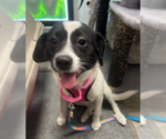 Small #2 Mutt