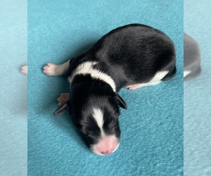 Medium Border Collie-Papillon Mix