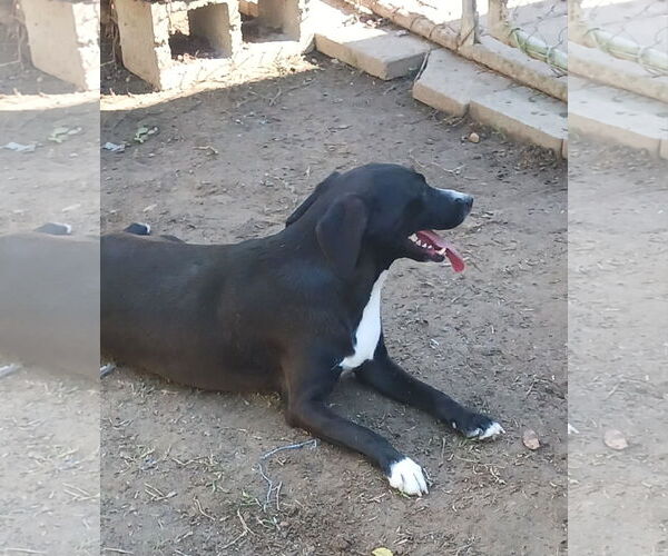 Medium Photo #6 Mutt Puppy For Sale in Farmerville, LA, USA