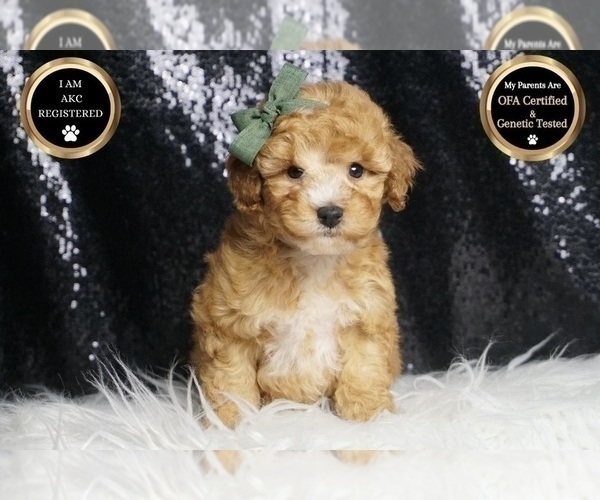 Medium Photo #41 Poodle (Toy) Puppy For Sale in WARSAW, IN, USA