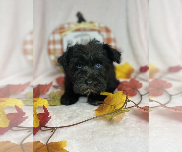 Medium Photo #1 Schnauzer (Miniature) Puppy For Sale in CHARLOTTE, NC, USA