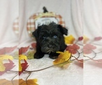 Small Photo #1 Schnauzer (Miniature) Puppy For Sale in CHARLOTTE, NC, USA