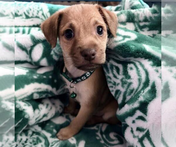 Medium Photo #3 Mutt Puppy For Sale in San Diego, CA, USA