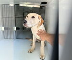 Small Labrador Retriever