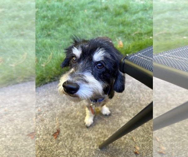 Medium Photo #2 Doxiepoo (Miniature) Puppy For Sale in Holly Springs, NC, USA