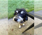 Small Photo #2 Doxiepoo (Miniature) Puppy For Sale in Holly Springs, NC, USA