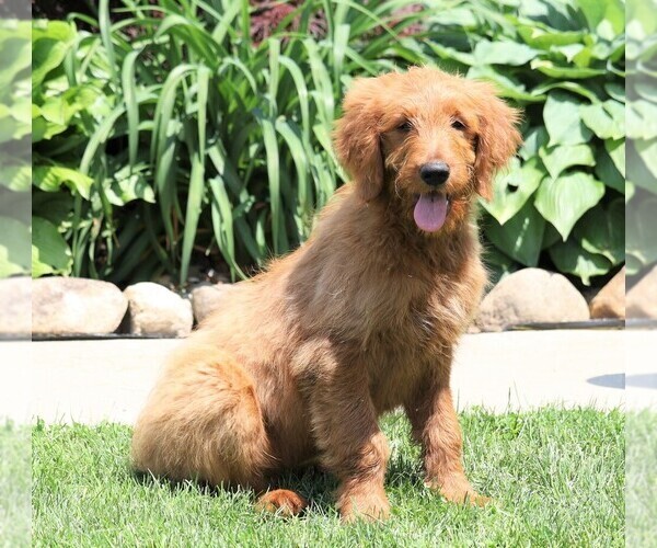 Medium Photo #3 Goldendoodle Puppy For Sale in FREDERICKSBG, OH, USA