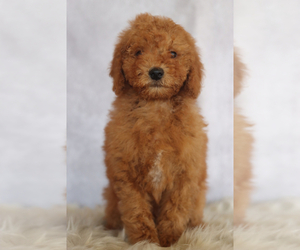 Goldendoodle (Miniature) Puppy for sale in ITASCA, TX, USA