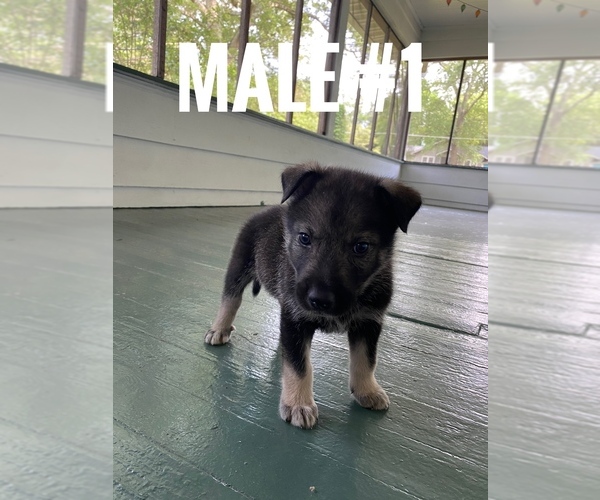 Medium Photo #1 Wolf Hybrid Puppy For Sale in ATLANTA, GA, USA