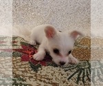 Small Photo #13 Yoranian-Yorkshire Terrier Mix Puppy For Sale in HUDDLESTON, VA, USA