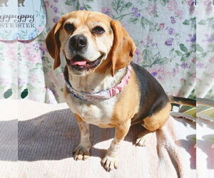 Louie-He's got a sponsor! - Male Puggle Dog for Adoption - Photo #2