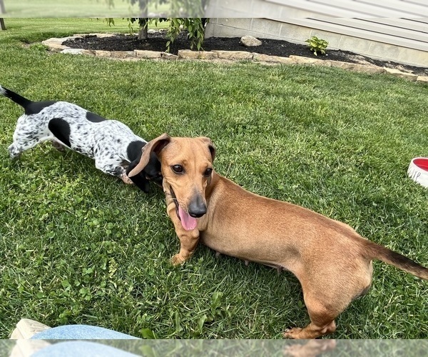 Medium Photo #1 Dachshund Puppy For Sale in WILLARD, OH, USA