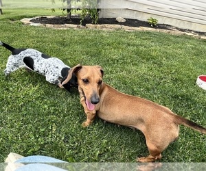 Mother of the Dachshund puppies born on 04/13/2026