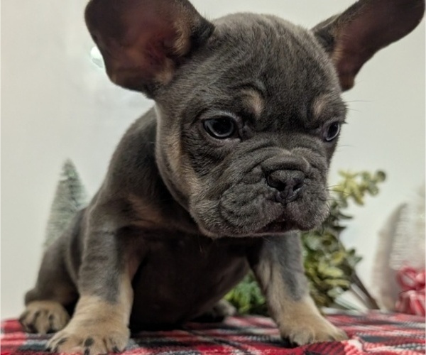 Medium Photo #23 French Bulldog Puppy For Sale in GOSHEN, IN, USA