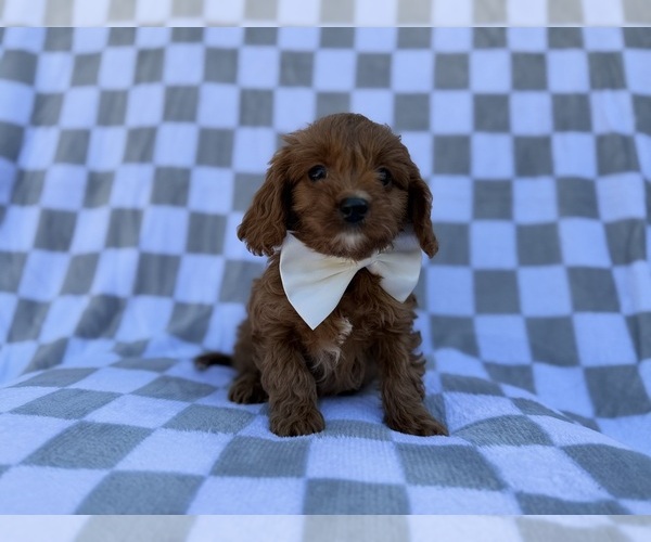Medium Photo #2 Cavapoo (Miniature) Puppy For Sale in LAKELAND, FL, USA