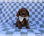Small #1 Cavapoo (Miniature)