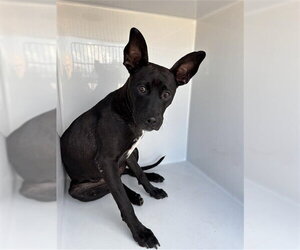 Labrador Retriever-Unknown Mix Dogs for adoption in Houston, TX, USA