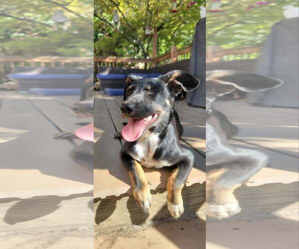 Medium Photo #10 Collie-Unknown Mix Puppy For Sale in Sandy, UT, USA