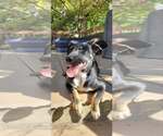 Small #9 Collie Mix