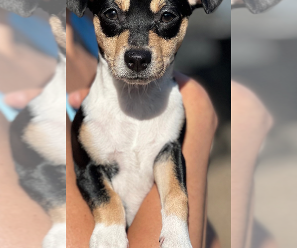 Medium Photo #2 Chiweenie Puppy For Sale in Dana Point, CA, USA