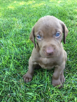 Medium Photo #1 Labrador Retriever Puppy For Sale in STILWELL, KS, USA
