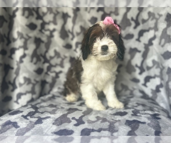 Medium Photo #8 Cock-A-Poo Puppy For Sale in LAKELAND, FL, USA