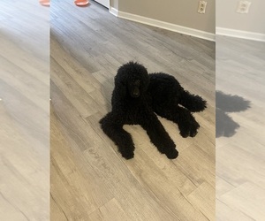 Poodle (Standard) Puppy for sale in DOTHAN, AL, USA