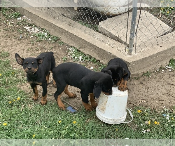 Medium Photo #2 Rottweiler Puppy For Sale in SIOUX CENTER, IA, USA
