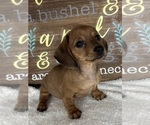 Daisey - Female Dachshund Puppy for Sale - Photo #4