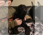 Small #6 Labradoodle-Labrador Retriever Mix
