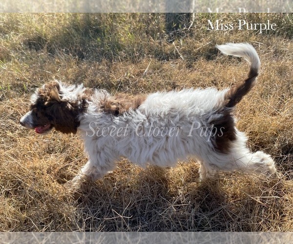 Medium Photo #2 Poodle (Standard) Puppy For Sale in DUNCAN, OK, USA