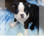 Small Photo #3 Boston Terrier Puppy For Sale in MCMINNVILLE, OR, USA