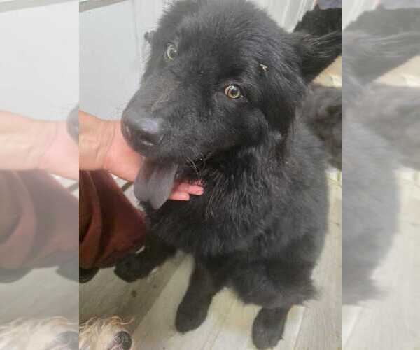 Medium Photo #2 Chow Chow Puppy For Sale in Dana Point, CA, USA