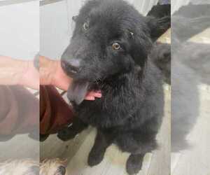 BEAR - Male Chow Chow Dog for Adoption - Photo #2