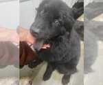 Small Photo #2 Chow Chow Puppy For Sale in Dana Point, CA, USA