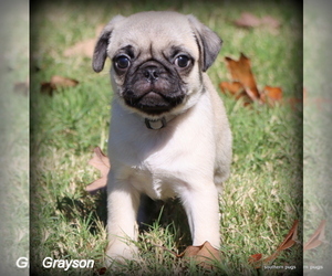 Pug Puppy for sale in WINNSBORO, TX, USA