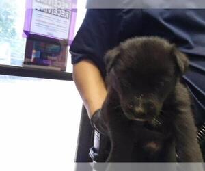 Siberian Husky-Unknown Mix Dogs for adoption in Tulsa, OK, USA