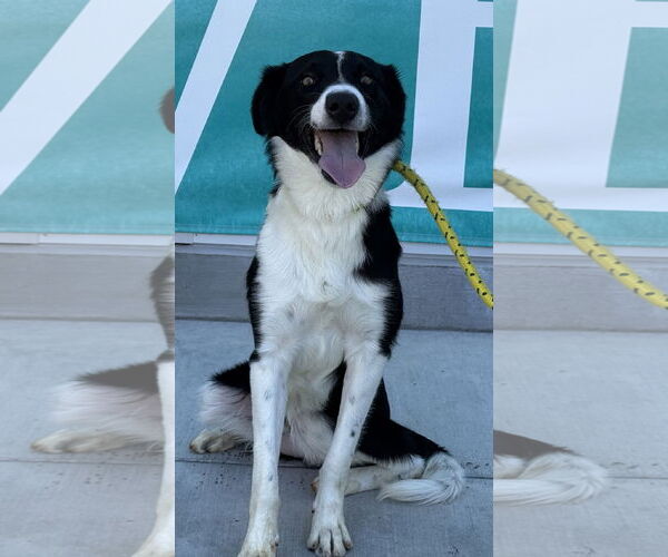 Medium Photo #2 Border Collie Puppy For Sale in Salinas, CA, USA