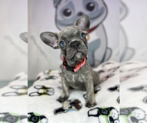 French Bulldog Puppy for sale in BROOKLYN, NY, USA