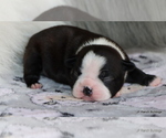 Small Photo #7 Boston Terrier Puppy For Sale in WINNSBORO, TX, USA