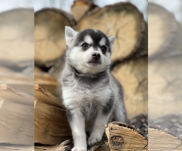 Medium Photo #24 Pomsky Puppy For Sale in STAPLES, MN, USA